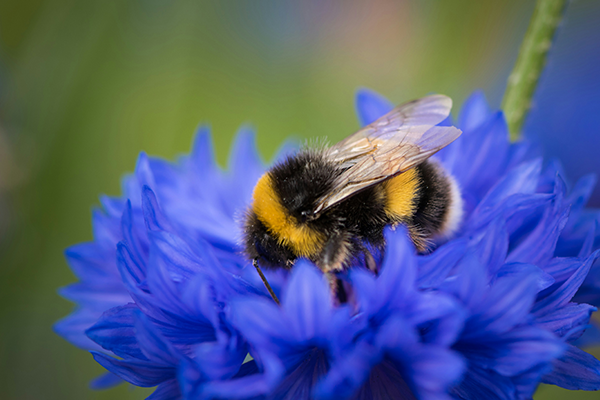 CLNP-Priorities-Green-Growth