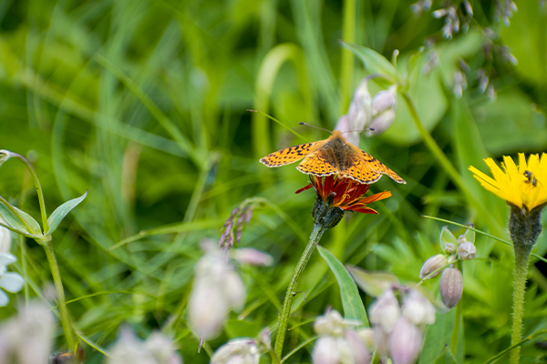 CLNP-Priorities-Knowledge-Skills