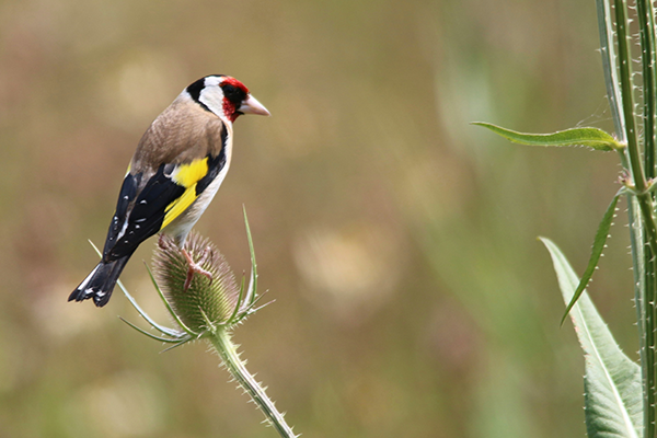 CLNP-Priorities-Nature-Recovery