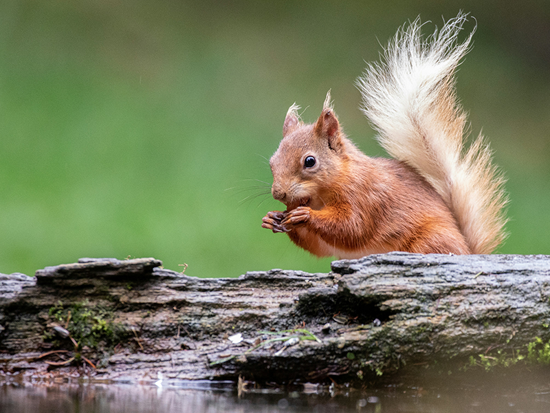 CLNP-Red-Squirrel