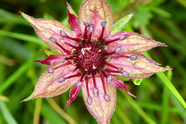 CLNP-natural-Climate-Solutions-Inset