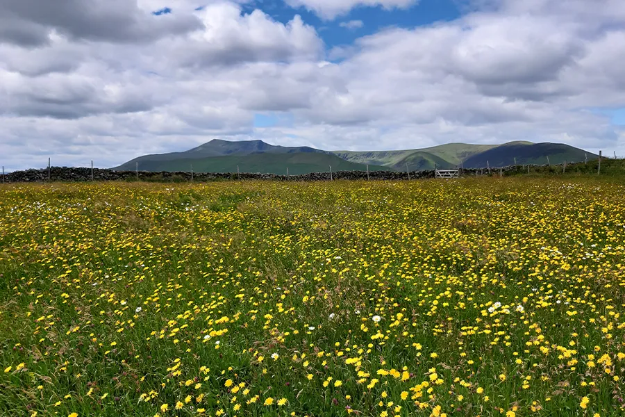 Hay Meadows Eycott Hill