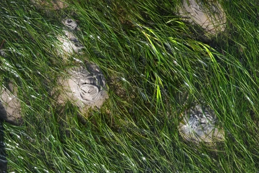 Seagrass-Natural England